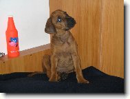 Rhodesian Ridgeback