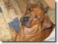 Rhodesian Ridgeback