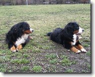 Berner Sennenhund