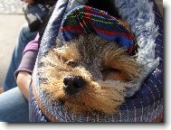 Jorkšírský terier, Yorkshire Terrier,