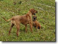 Rhodesian Ridgeback