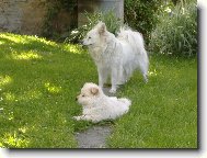 Deutscher spitz, German Spitz