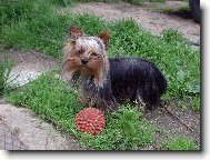 Jorkšírský terier, Yorkshire Terrier,