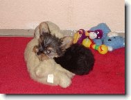 Jorkšírský terier, Yorkshire Terrier,