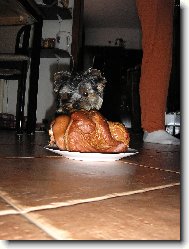 Jorkšírský terier, Yorkshire Terrier,