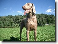 Weimaraner, Weimaraner Vorsterhund