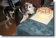 Deutsche Dogge