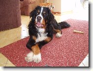 Berner Sennenhund