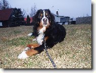 Berner Sennenhund