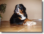 Berner Sennenhund