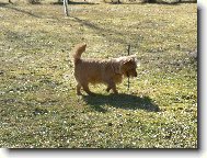 Norwich Terrier