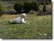 Deutscher Boxer