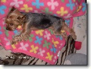 Jorkšírský terier, Yorkshire Terrier,