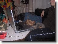 Jorkšírský terier, Yorkshire Terrier,