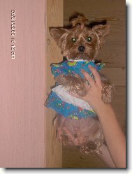 Jorkšírský terier, Yorkshire Terrier,