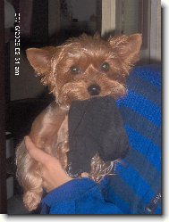 Jorkšírský terier, Yorkshire Terrier,