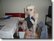 Golden Retriever