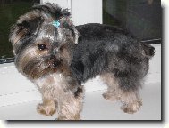 Jorkšírský terier, Yorkshire Terrier,