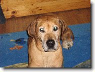 Rhodesian Ridgeback