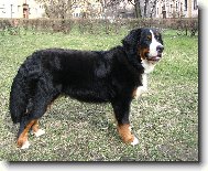 Berner Sennenhund