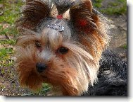 Jorkšírský terier, Yorkshire Terrier,