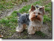 Jorkšírský terier, Yorkshire Terrier,
