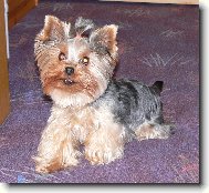 Jorkšírský terier, Yorkshire Terrier,