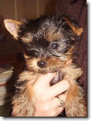 Jorkšírský terier, Yorkshire Terrier,