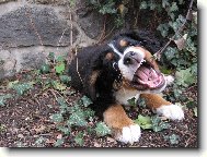 Berner Sennenhund