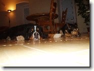 Berner Sennenhund