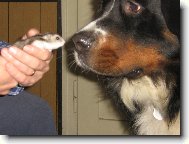 Berner Sennenhund