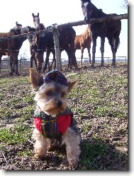 Jorkšírský terier, Yorkshire Terrier,