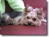 Jorkšírský terier, Yorkshire Terrier,