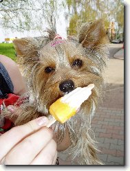 Jorkšírský terier, Yorkshire Terrier,