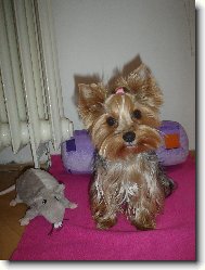 Jorkšírský terier, Yorkshire Terrier,