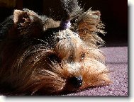 Jorkšírský terier, Yorkshire Terrier,