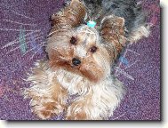 Jorkšírský terier, Yorkshire Terrier,