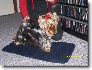Jorkšírský terier, Yorkshire Terrier,