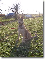 Berger de Picardie