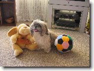 icu, Shih-Tzu