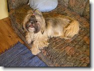 icu, Shih-Tzu