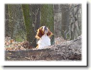Irish Red and White Setter
