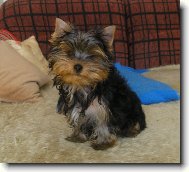 Jorkšírský terier, Yorkshire Terrier,
