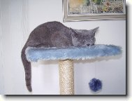 Blue-point cat