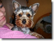Jorkšírský terier, Yorkshire Terrier,