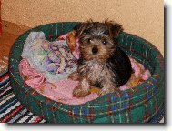 Jorkšírský terier, Yorkshire Terrier,