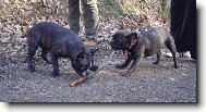 Bouledogue francais, French Bulldog