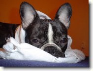 Bouledogue francais, French Bulldog