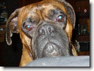 Deutscher Boxer