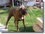 Deutscher Boxer